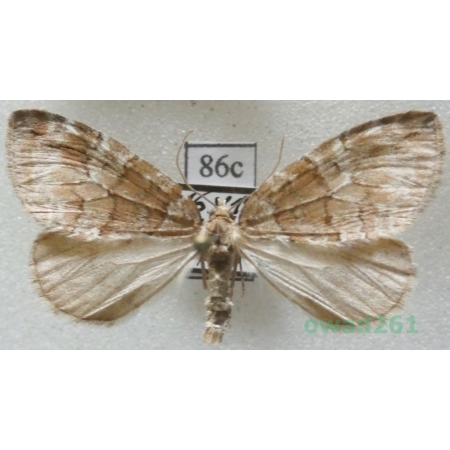 Hydriomena ruberata (Freyer, 1831) Czech86c